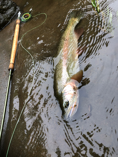 ニジマスの釣果