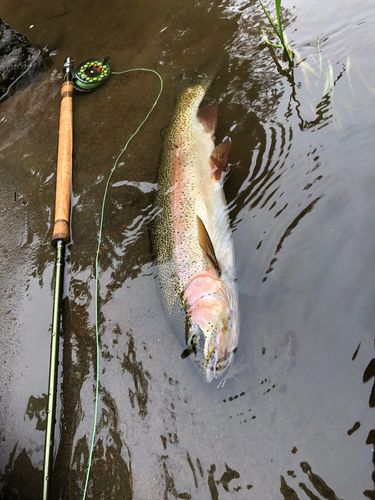 ニジマスの釣果