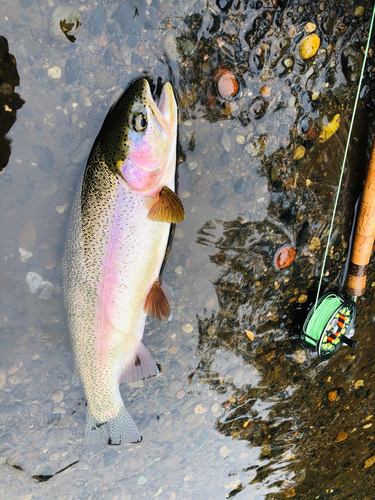 ニジマスの釣果