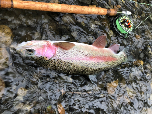 ニジマスの釣果