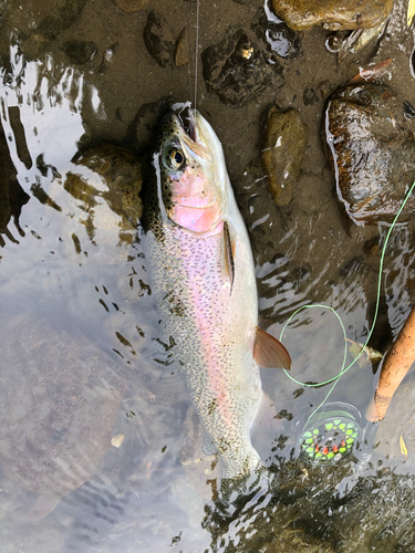 ニジマスの釣果