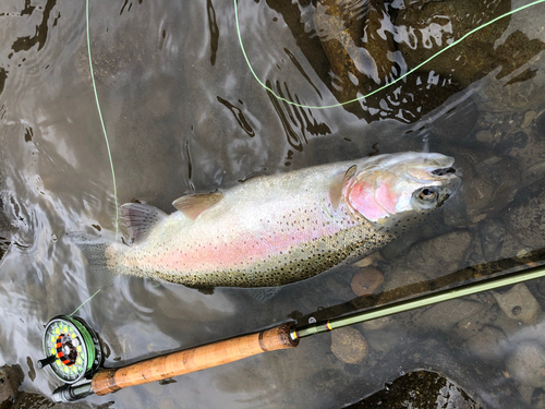 ニジマスの釣果