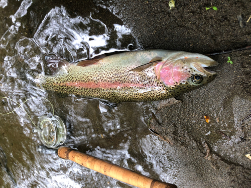 ニジマスの釣果