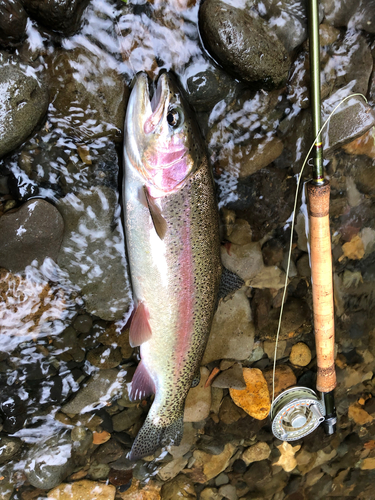 ニジマスの釣果