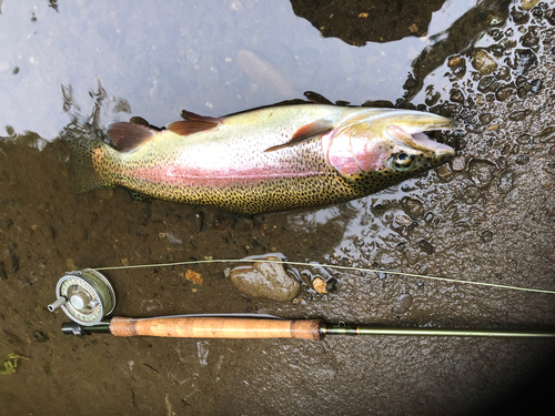 ニジマスの釣果