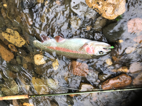 ニジマスの釣果