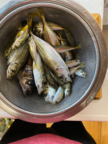 アジの釣果