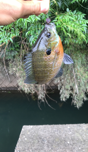 ブルーギルの釣果