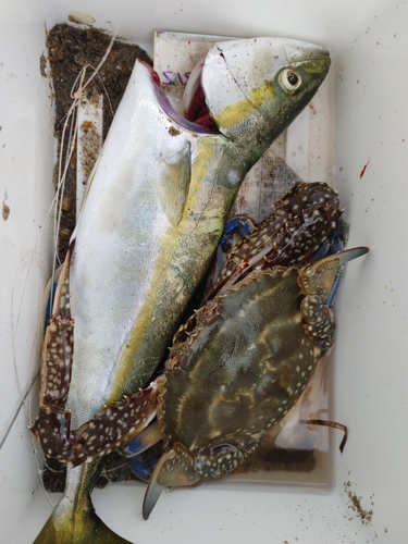 ツバスの釣果