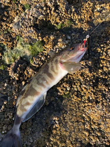 ホッケの釣果