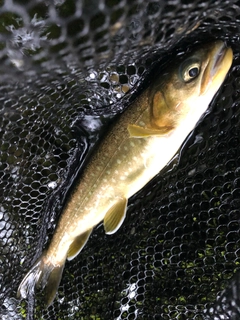 アメマスの釣果
