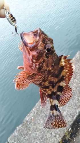 カサゴの釣果