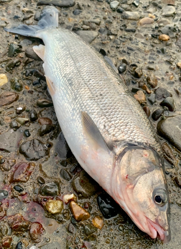 ウグイの釣果