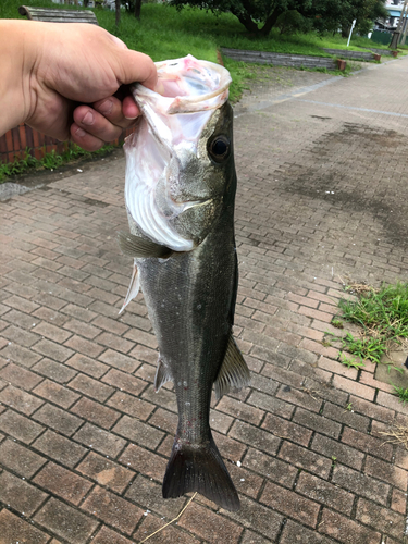 フッコ（マルスズキ）の釣果