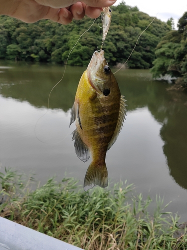 ブルーギルの釣果