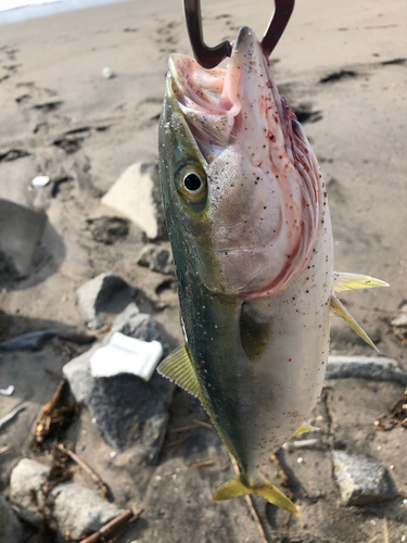 イナダの釣果