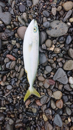 ワカシの釣果