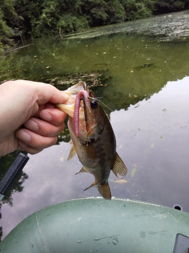 ブラックバスの釣果