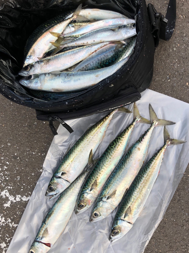 サバの釣果