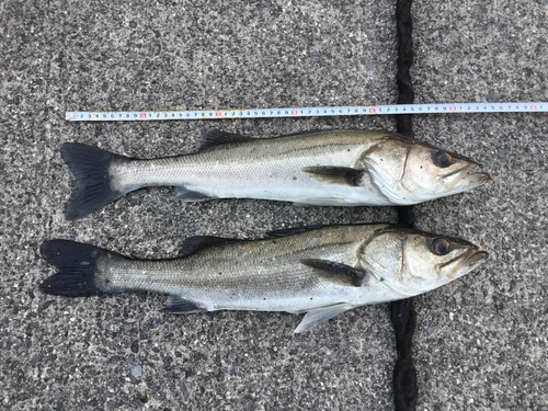 マダカ（マルスズキ）の釣果