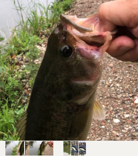 ブラックバスの釣果