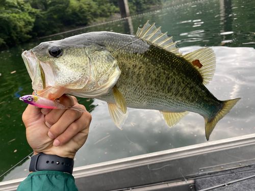 ブラックバスの釣果