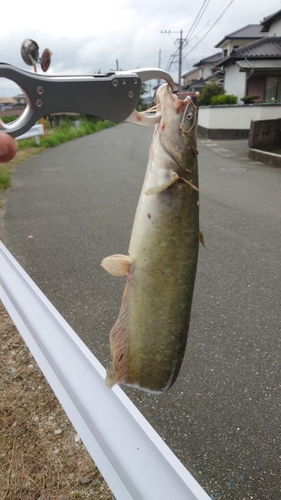 ナマズの釣果