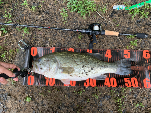 ブラックバスの釣果