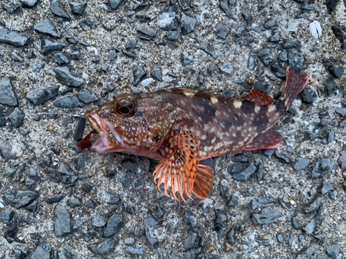 アラカブの釣果