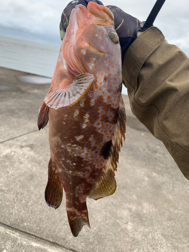 キジハタの釣果