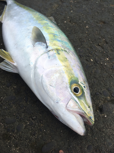 イナダの釣果