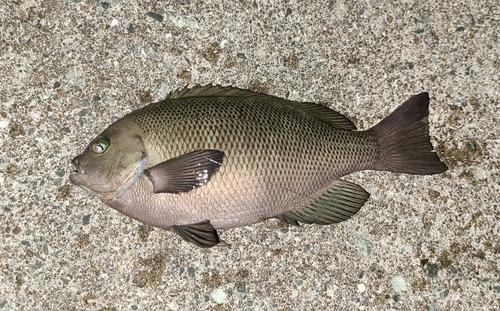 メジナの釣果