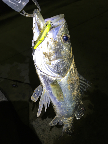 セイゴ（マルスズキ）の釣果