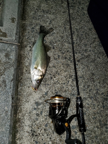 セイゴ（マルスズキ）の釣果