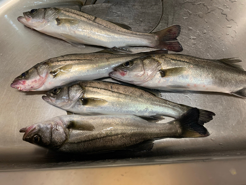 シーバスの釣果