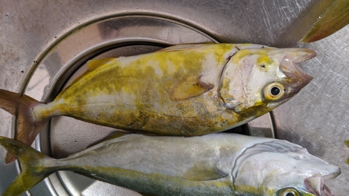 ショゴの釣果