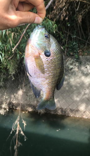 ブルーギルの釣果