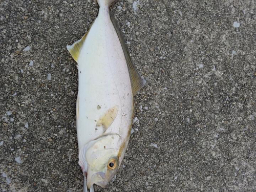 ショゴの釣果