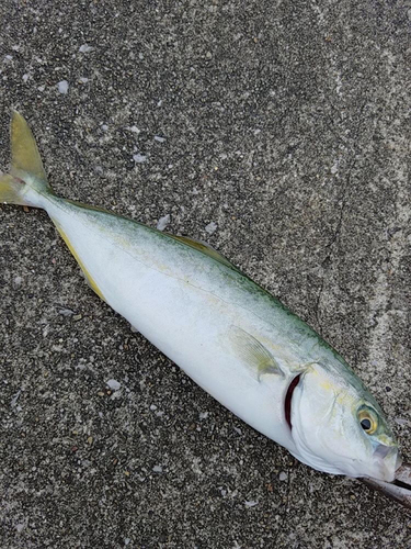 ワカシの釣果