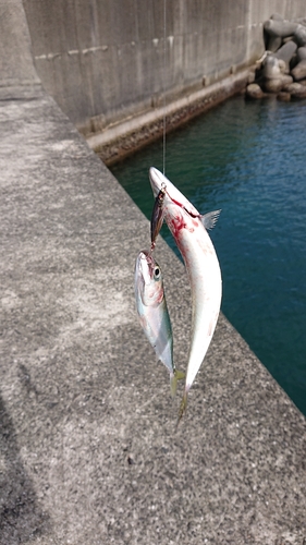 サバの釣果