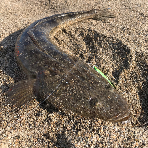 マゴチの釣果