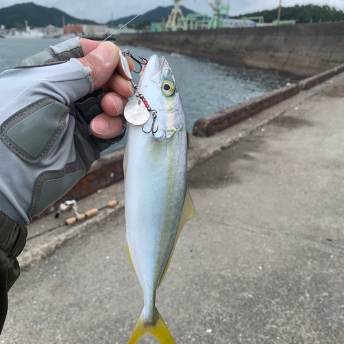 ワカシの釣果