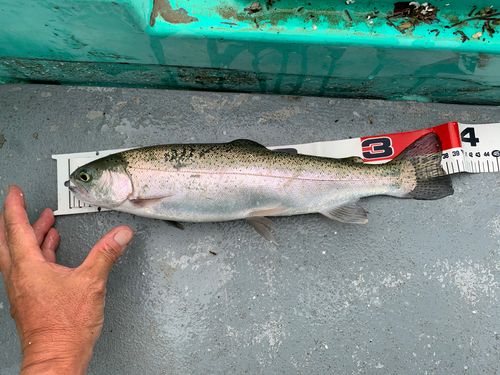 ニジマスの釣果