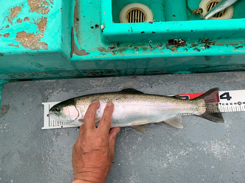 ニジマスの釣果