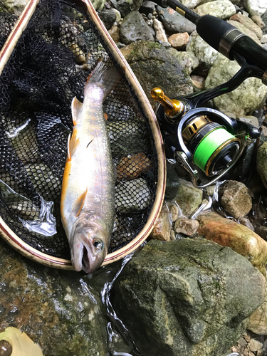 イワナの釣果