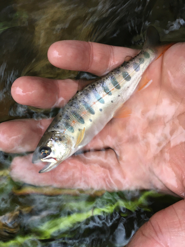 アマゴの釣果