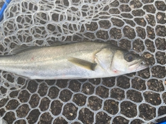 フッコ（マルスズキ）の釣果
