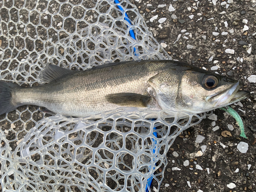 フッコ（マルスズキ）の釣果