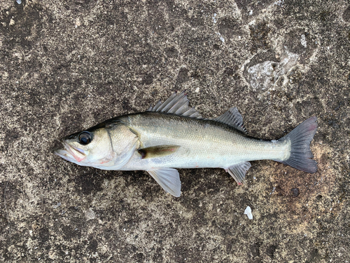 セイゴ（マルスズキ）の釣果