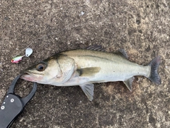 セイゴ（マルスズキ）の釣果